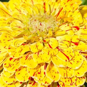 May include: A close-up of a yellow zinnia flower with red stripes. The flower has many petals and is in full bloom.