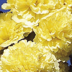 New Dwarf Hollyhock &quot;Buttercream Yellow&quot; -- Double Yellow SEEDS -- Alcea rosea -- Stunning Double Yellow Blooms! Cottage Garden (10 Seeds)