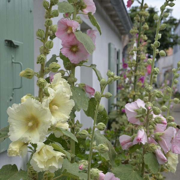 Hollyhock "Grandma's Mix" SEEDS -- Cottage Garden - Alcea rosea FREE Shipping US Residents (20 Seeds)