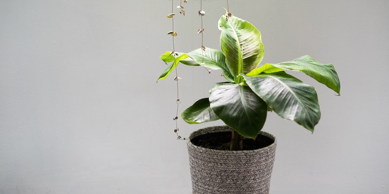 May include: A green potted plant with large leaves in a gray woven pot. The plant is hanging from the ceiling with a string of small, silver ornaments.