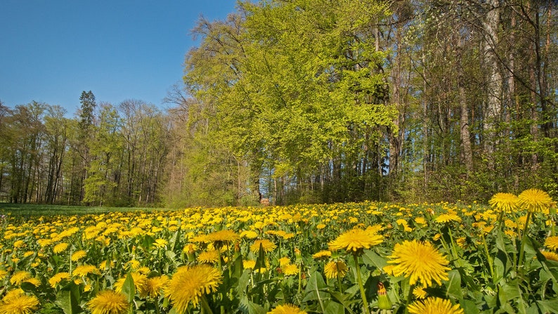 SEEDS Wildflower Garden FREE SHIPPING Yellow Dandelion Wild Variety Pollinator Favorite