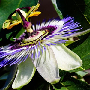 Lovely Passion Flower Seeds (Pelleted) -- Passiflora Caerulea -- Fast Free Shipping