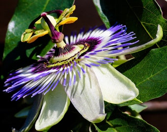 Passiflora Caerulea Seeds – Exotic Passion Flower, Container Gardening (20 Pelleted Seeds)