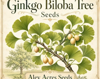 Ginkgo Biloba Tree **Seeds** – Maidenhair (5 Seeds)
