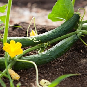Dwarf Cucumbers - Spacemaster - SEEDS - Cucumis sativus -- Space Saving Vegetable Producer! FREE SHIPPING