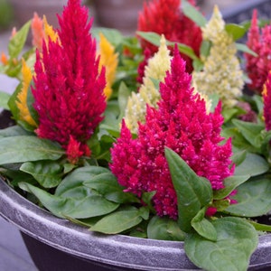 Celosia Seeds -- &quot;Color Extravaganza&quot; Free Shipping U.S. Residents (20 Seeds) - Color Mix -- Favorite Plumed Traditional Celosia