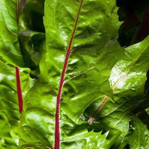 Dandelion Greens (RED) - SEEDS - Delicious Healthy Nutrient Dense Favorite! Fast Free Shipping -- 50 Seeds