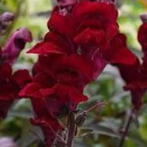 Impresionantes semillas de Snapdragon - Príncipe Negro - Burgandy rojo profundo / flores granates - Envío gratuito para residentes estadounidenses (30 semillas)