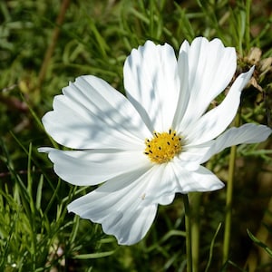 Enchanting COSMOS Seeds &quot;Pure Angel White&quot; (Tall Version) -- Cosmos bipinnatus -- Free Shipping US Residents (14 Seeds) Attracts Butterflies