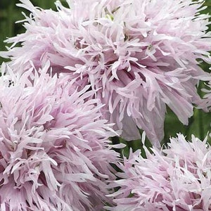 Whimsical Lilac Purple Double Poppy -- PomPom -- Pom Pom SEEDS -- Papaver Somniferum -- Free Shipping  (30 Seeds)