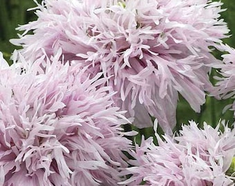 Lilac Purple PomPom Poppy Seeds – Papaver Somniferum (30 Seeds)