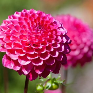 New Dahlia Megamix Double POMPON Seeds! Delightful Color Orbs -- Variabilis Pompon -- Free Shipping!