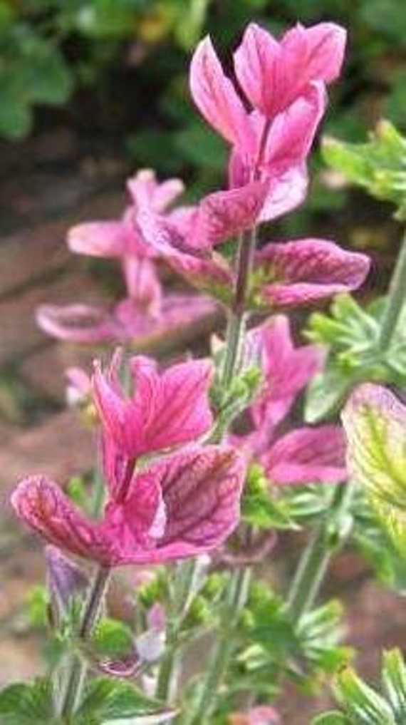 New Pink Sage Seeds Salvia Horminum Zen Or Wildflower Etsy