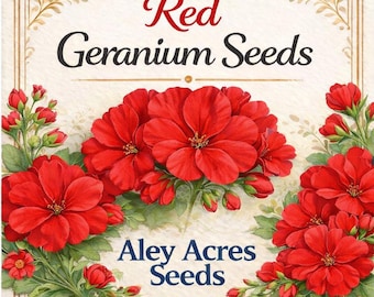 New "rocket Red" Colored Geranium ** S E E D S ** -- (10 Seeds) Pelargonium  Patio - Etsy