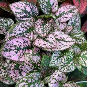 May include: Close-up of a houseplant with pink and green leaves. The leaves have a speckled pattern.