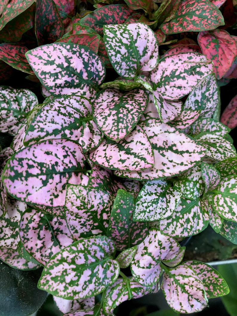 May include: Close-up of a houseplant with pink and green leaves. The leaves have a speckled pattern.