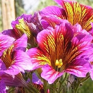 WunderschöneR Salpiglossis Blumenmix SAMEN -- Grandiflora -- Cottage Garden -- Schneller kostenloser Versand -- Sehr einzigartige Blume