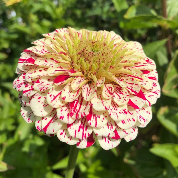 Mesmerizing Rare Zinnia Seeds View for Desktop Mesmerizing Rare Zinnia Seeds View for Desktop