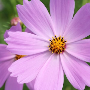 Cosmos Seeds - Pink Bliss Mix - Cosmos bipinnatus - FREE Shipping (14 Seeds) Cottage Garden Attracts Butterflies Luscious Colors