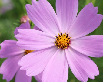 Cosmos Seeds - Pink Bliss Mix - Cosmos bipinnatus - FREE Shipping (14 Seeds) Cottage Garden Attracts Butterflies Luscious Colors