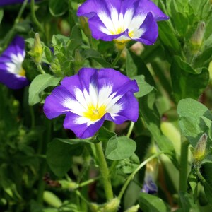 Convolvulus Blue Enchantment SEEDS 10 Seeds Similar to a Dwarf Morning Glory Flower Convolvulus tricolor image 4