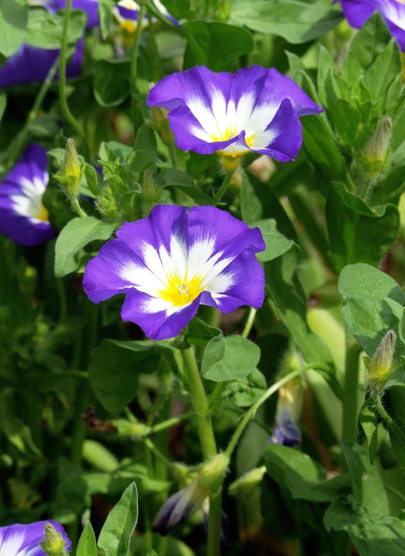 Convolvulus Blue Enchantment SEEDS 10 Seeds Similar to a Dwarf Morning Glory Flower Convolvulus tricolor image 4