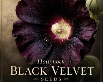 Black Velvet Hollyhock Seeds – Deep Purple Blooms (10 Seeds)