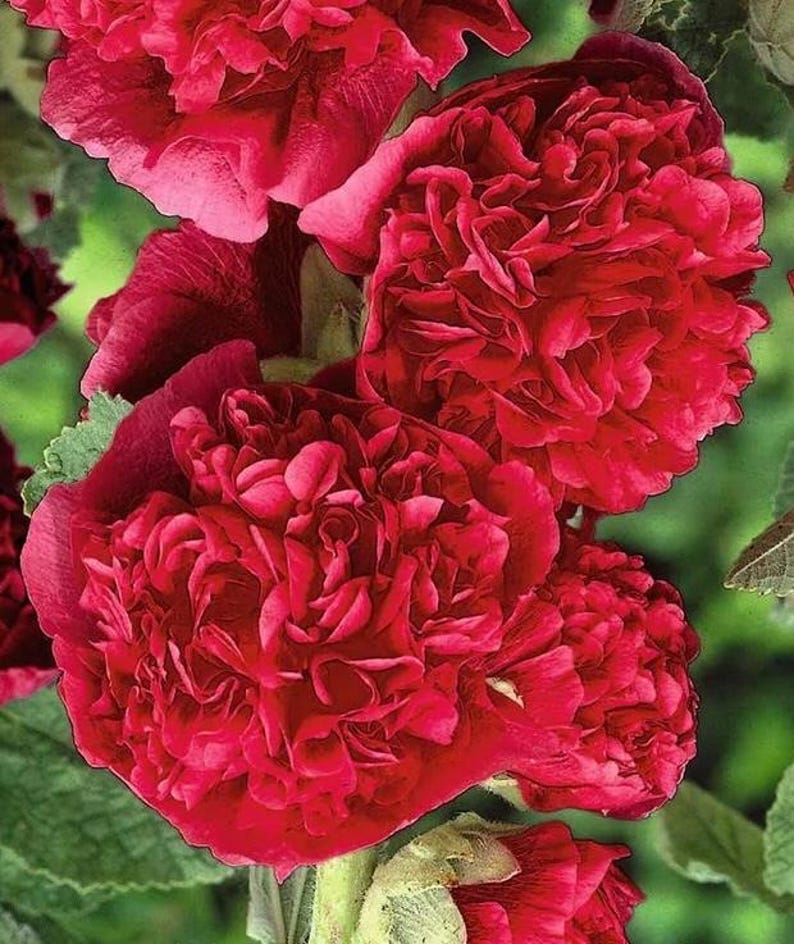 Pétales De Roses Rouges Graines de rose trémière naine - Fleurs doubles rouge vif - Etsy France