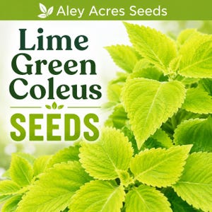 Coleus vert citron ****GRAINES**** : granulés faciles à planter (8 graines)