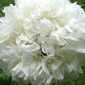 White Poppy &quot;Snow Clouds&quot; SEEDS -- Brilliant White Double Blooms - Cottage Garden Flower Seeds - Fast Free Shipping 30 Seeds