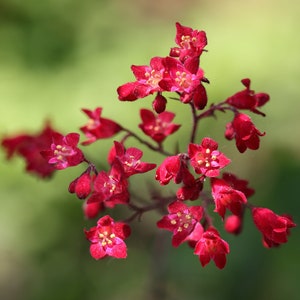 Heuchera - Coral Bells - Sanguineum Fackel (100 Seeds) - Fast Free Shipping U.S.