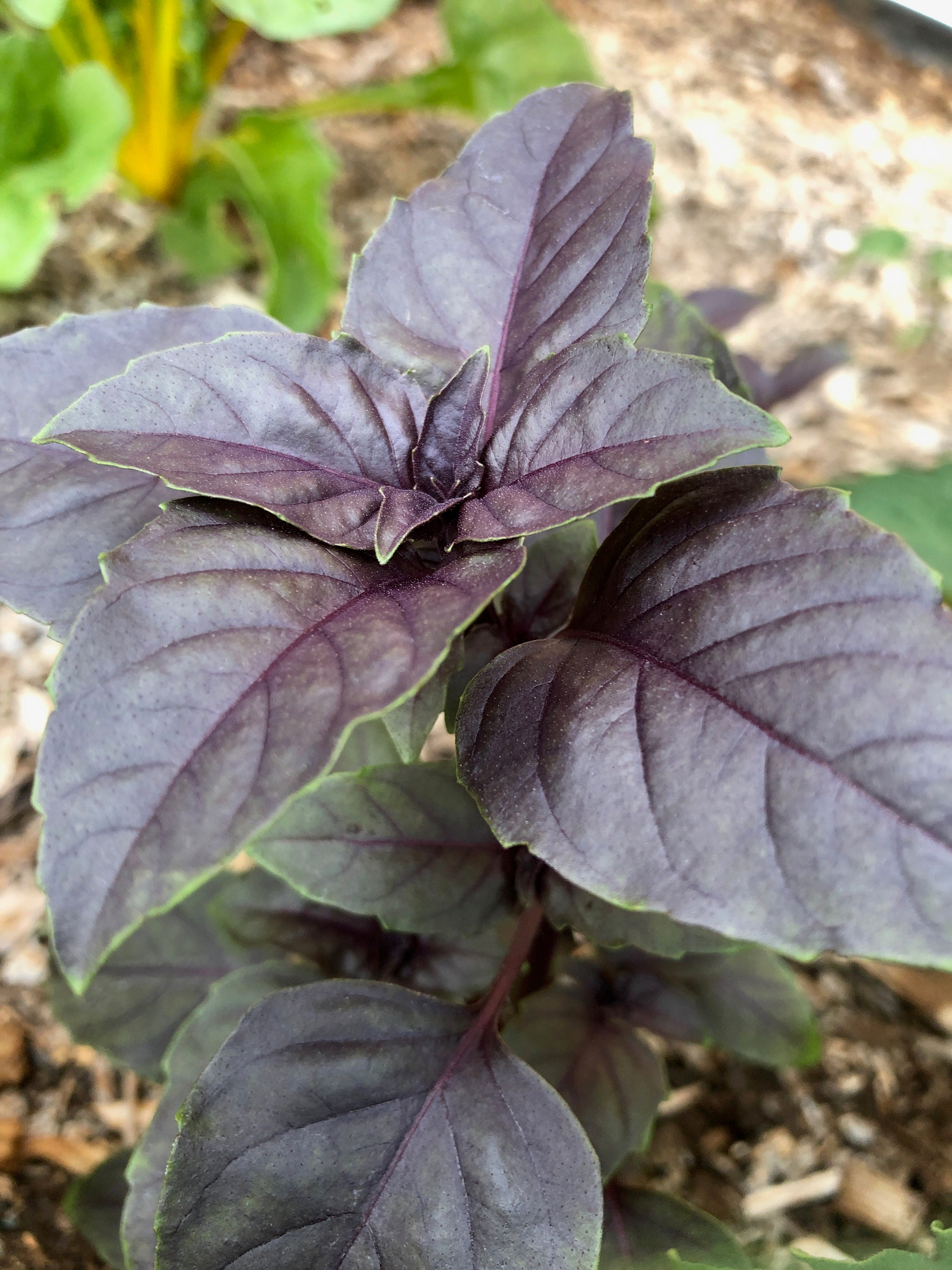 New Purple Basil SEEDS Ocimum basilicum Heirloom Variety | Etsy