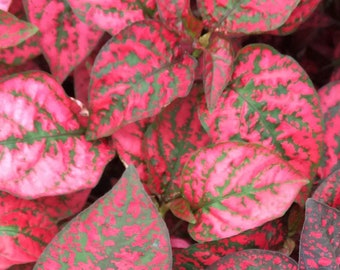 Polka Dot Plant RED -- SEEDS -- Hypoestes phyllostachya -- (20 Seeds)