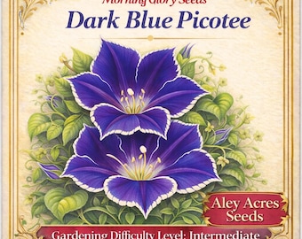 Blue Picotee Morning Glory – Dark Ipomoea Nil, Vining Flowers (7 Seeds)