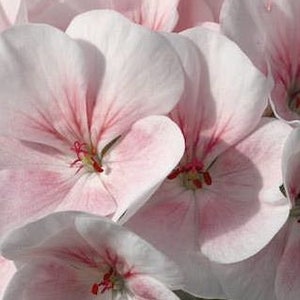 Lovely Apple or Cherry Blossom Style PINK Geranium Pelargonium SEEDS -- FREE Shipping (5 Seeds)