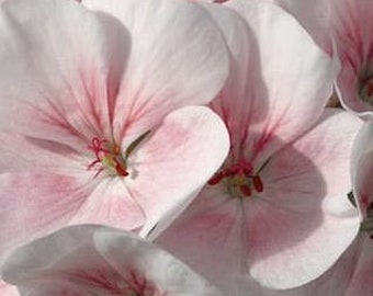 New Breathtaking Apple or Cherry Blossom Style PINK Geranium SEEDS -- FREE Shipping (5 Seeds)