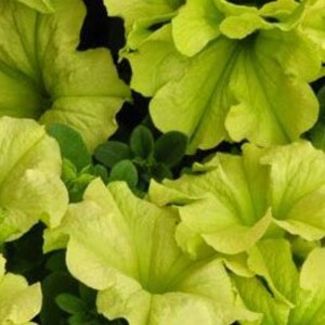 May include: Close-up of chartreuse petunia flowers with ruffled edges and dark green foliage. The petals are a soft, pale green, and the leaves are a darker shade of green. The flowers are in full bloom, creating a dense, textured display.