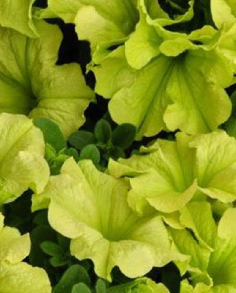 May include: Close-up of chartreuse petunia flowers with ruffled edges and dark green foliage. The petals are a soft, pale green, and the leaves are a darker shade of green. The flowers are in full bloom, creating a dense, textured display.