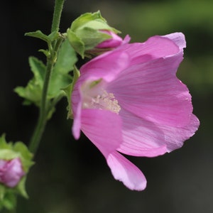New Beautiful Pink &quot;Hollyhock&quot; or French Hollyhock -- Fast Free Shipping -- 30 Seeds -- Malva Moschata Mallow Moschata Rosea