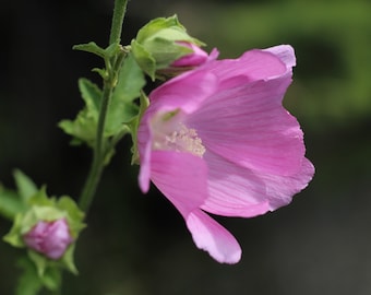 New Beautiful Pink "Hollyhock" or French Hollyhock -- Fast Free Shipping -- 30 Seeds -- Malva Moschata Mallow Moschata Rosea