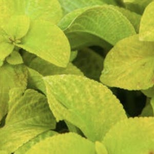 Goldene gelb-grüne Coleus-Samen - Solenostemon scutellarioides - Zimmerpflanzengartenakzent KOSTENLOSER VERSAND US-Bewohner (20 Samen)