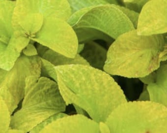 Golden Yellow-Green Coleus Seeds – Houseplant Garden Accent (20 Seeds)
