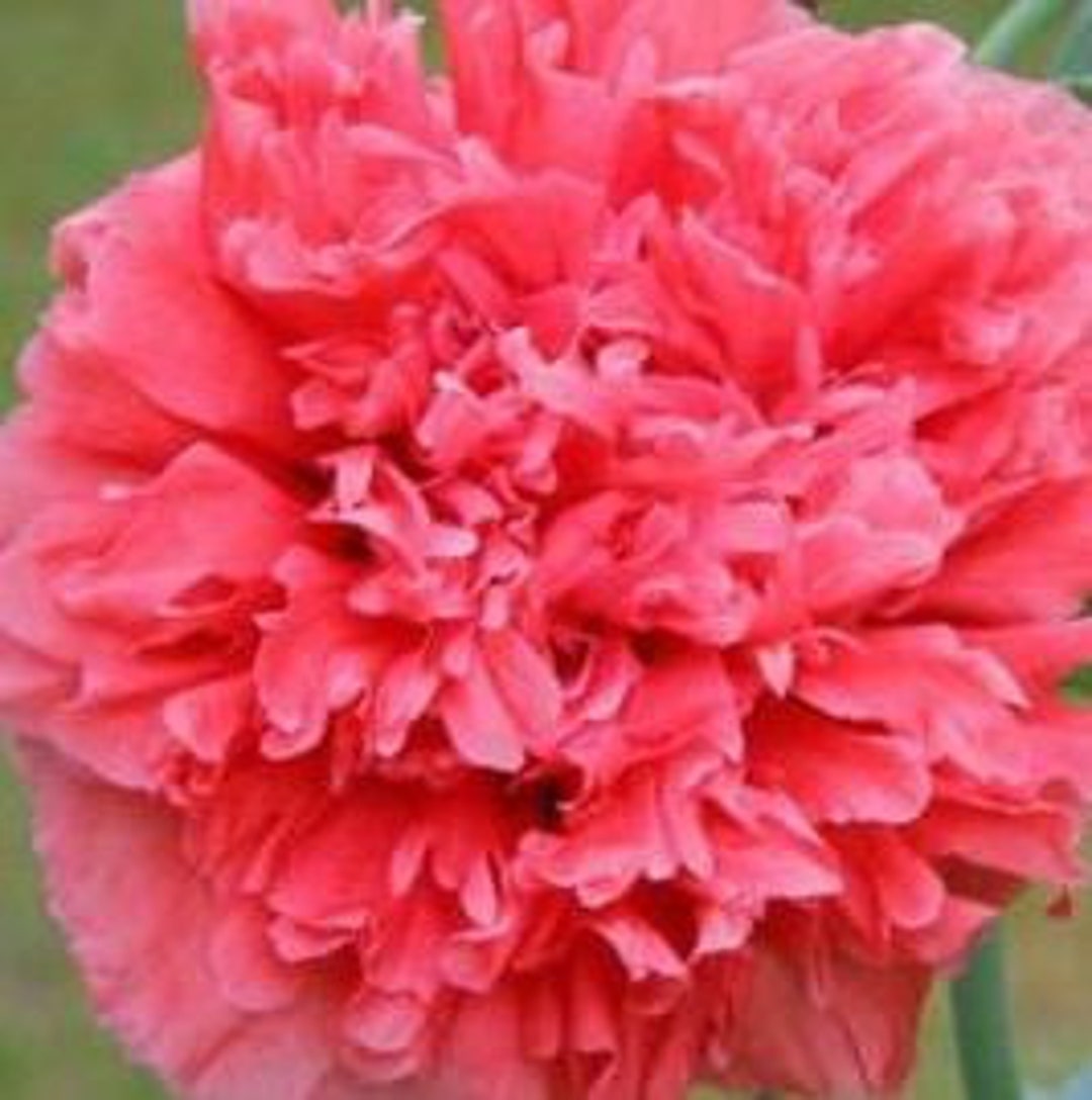 Poppy peony Style SEEDS Deep Red Double Blooms Cottage Garden Flower