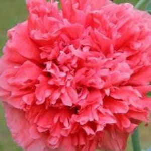 Poppy &quot;Peony Style&quot; SEEDS -- Deep Red -- Double Blooms -- Cottage Garden Flower Seeds - Fast Free Shipping (20 Seeds) 5&quot; Blooms