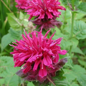 NEW Beebalm Bee Balm Color RED / Scarlet SEEDS -- Heirloom - Butterflies, Hummingbirds, Pollinators Monarda didyma Free Shipping (10 seeds)