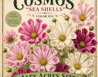 Sea Shell Cosmos ****SEEDS****: Pink, Red & White Cottage Garden Flowers (20 Seeds)