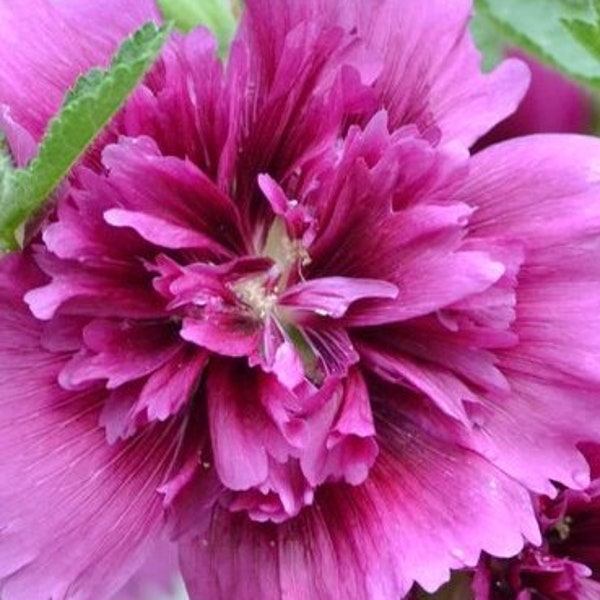 New (Dwarf) Queeny Purple/fuschia Hollyhock SEEDS -- Classic Favorite FREE SHIPPING