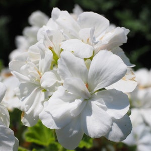 Geranium SEEDS "Snowy White" -- Fast Free US Shipping (10 Seeds) pelargonium Potted Patio Flowering Plants -- Bright White Blooms
