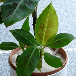 May include: A potted banana plant with green leaves in a white pot. The plant is growing in white sand.