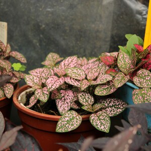 May include: Three potted plants with pink and green leaves. The plants are in brown and blue pots.